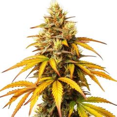 HellFire OG, Фасовка: 3+1